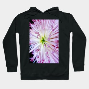 Firework Chrysanthemum Hoodie